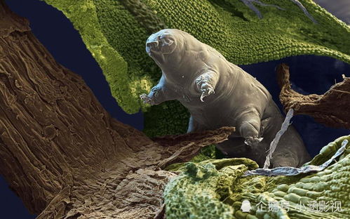 desenho biologia_desdobramento da lotofacil_currículo pdf baixar