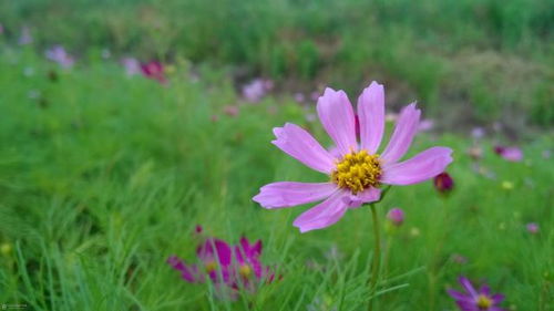 pomada para hematoma roxo_pragmatica filosofia_power bi entrar